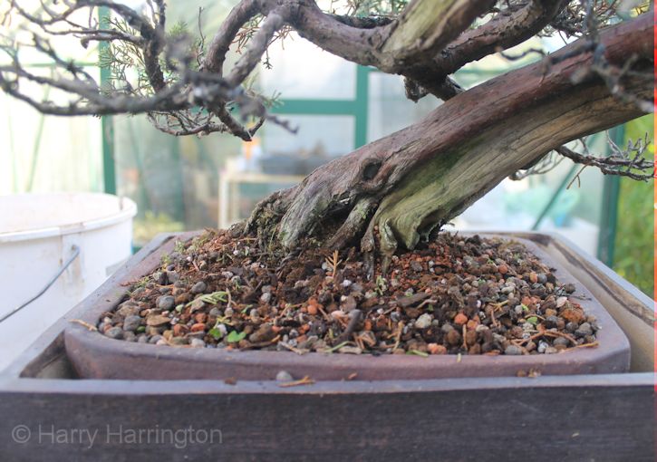 Juniper bonsai soil